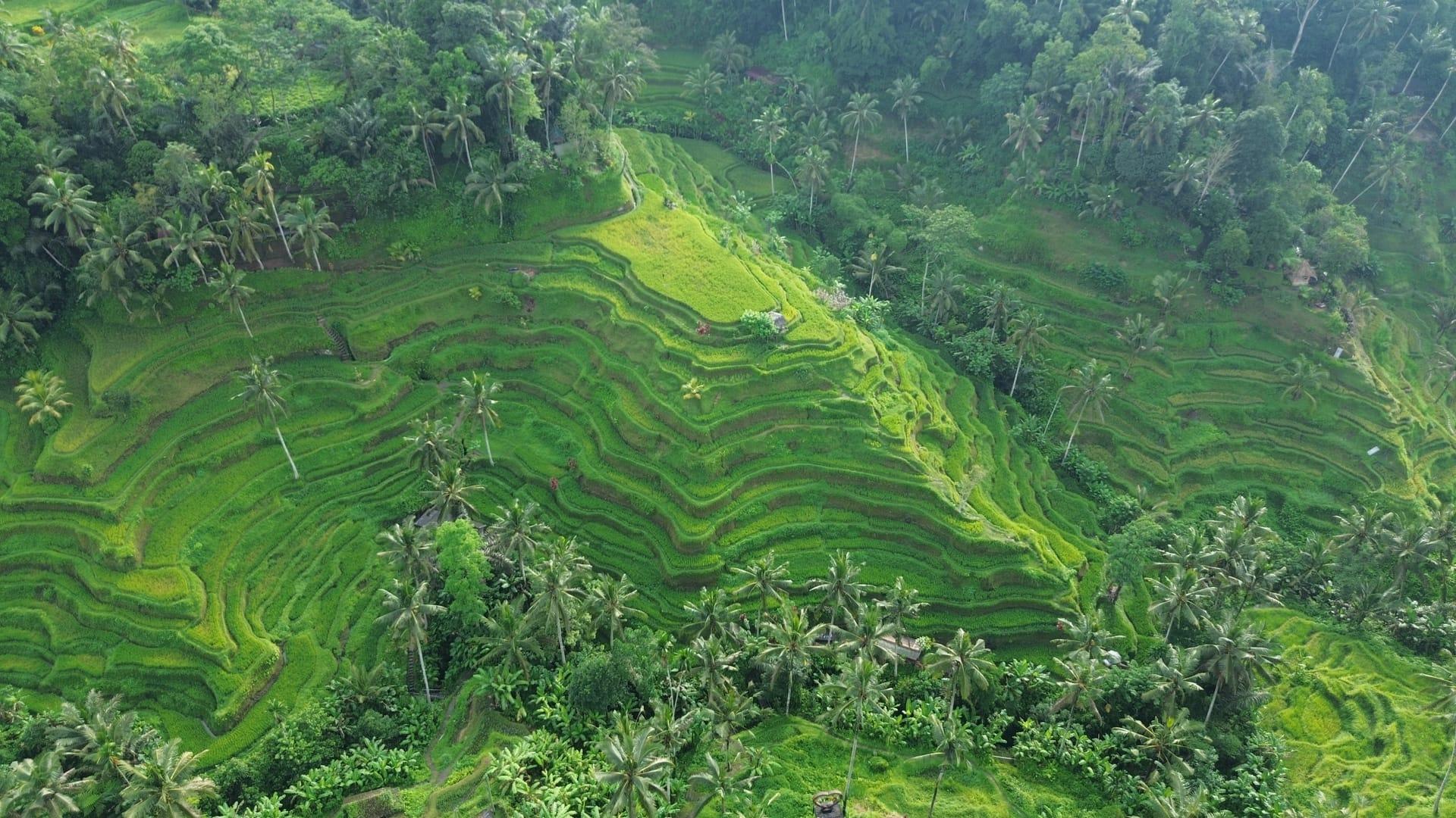 Rizières en terrasses à Bali vues du ciel, guides Balimmo